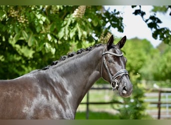 Oldenburg, Mare, 4 years, 16,1 hh, Black