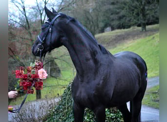Oldenburg, Mare, 4 years, 16,1 hh, Black