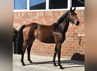 Oldenburg, Mare, 4 years, 16,1 hh, Brown