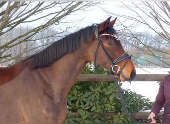 Oldenburg, Mare, 4 years, 16,1 hh, Brown