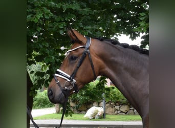 Oldenburg, Mare, 4 years, 16,1 hh, Brown