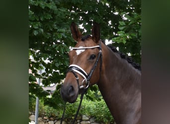 Oldenburg, Mare, 4 years, 16,1 hh, Brown