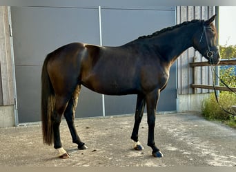 Oldenburg, Mare, 4 years, 16,1 hh, Brown Oldenburg, Mare, 4 years, 16,1 hh, Brown
