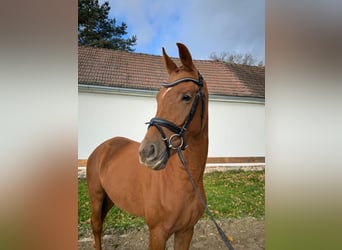 Oldenburg, Mare, 4 years, 16,1 hh, Chestnut