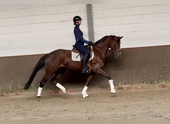 Oldenburg, Mare, 4 years, 16,1 hh, Chestnut