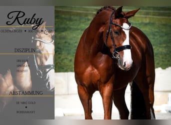 Oldenburg, Mare, 4 years, 16,1 hh, Chestnut