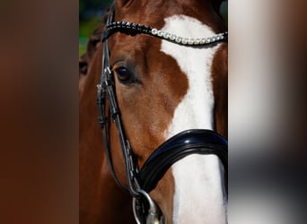 Oldenburg, Mare, 4 years, 16,1 hh, Chestnut