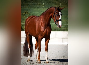 Oldenburg, Mare, 4 years, 16,1 hh, Chestnut
