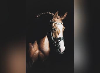 Oldenburg, Mare, 4 years, 16,1 hh, Chestnut