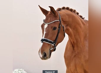 Oldenburg, Mare, 4 years, 16,1 hh, Chestnut-Red