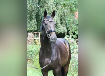 Oldenburg, Mare, 4 years, 16,1 hh, Smoky-Black