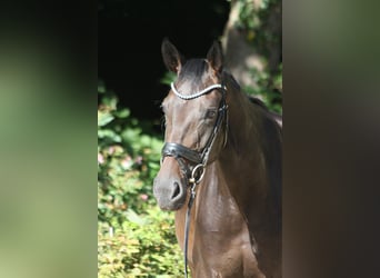 Oldenburg, Mare, 4 years, 16,1 hh, Smoky-Black