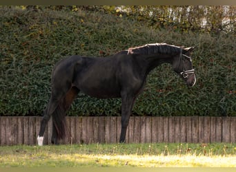 Oldenburg, Mare, 4 years, 16,1 hh, Smoky-Black
