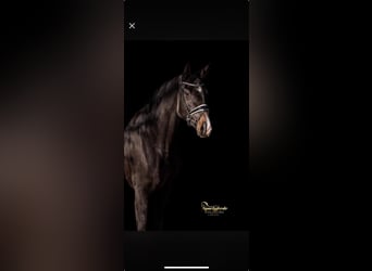 Oldenburg, Mare, 4 years, 16,1 hh, Smoky-Black