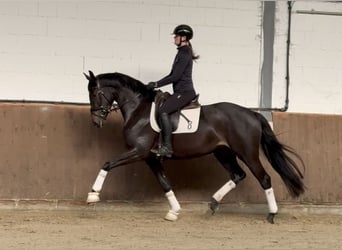 Oldenburg, Mare, 4 years, 16,1 hh, Smoky-Black