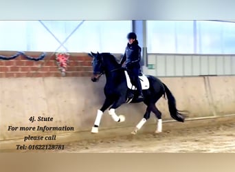 Oldenburg, Mare, 4 years, 16,1 hh, Smoky-Black