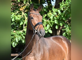 Oldenburg, Mare, 4 years, 16,2 hh, Bay-Dark