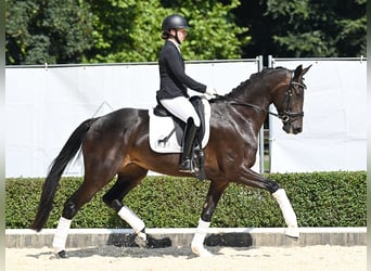 Oldenburg, Mare, 4 years, 16,2 hh, Bay-Dark