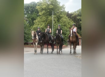Oldenburg, Mare, 4 years, 16,2 hh, Black
