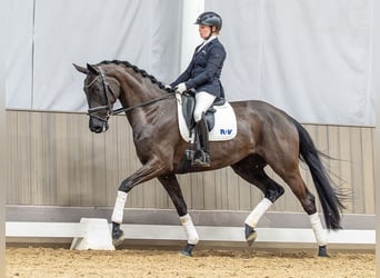 Oldenburg, Mare, 4 years, 16,2 hh, Black