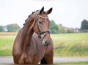Oldenburg, Mare, 4 years, 16,2 hh, Brown