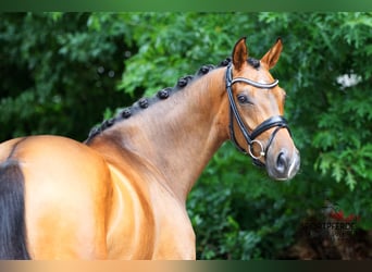 Oldenburg, Mare, 4 years, 16,2 hh, Brown