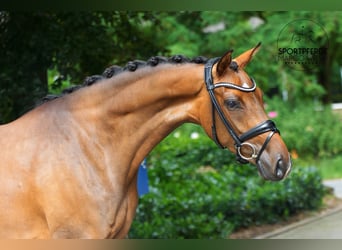 Oldenburg, Mare, 4 years, 16,2 hh, Brown