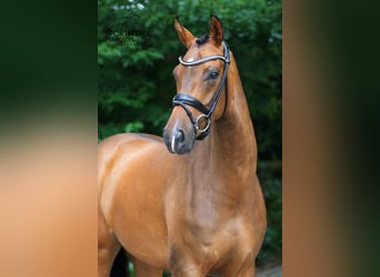 Oldenburg, Mare, 4 years, 16,2 hh, Brown