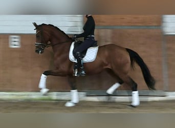 Oldenburg, Mare, 4 years, 16,2 hh, Brown