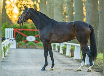 Oldenburg, Mare, 4 years, 16,2 hh, Brown