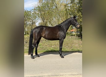 Oldenburg, Mare, 4 years, 16,2 hh, Brown