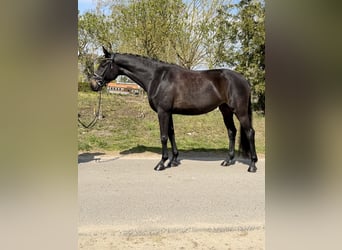 Oldenburg, Mare, 4 years, 16,2 hh, Brown