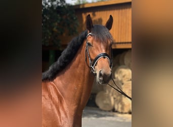 Oldenburg, Mare, 4 years, 16,2 hh, Brown