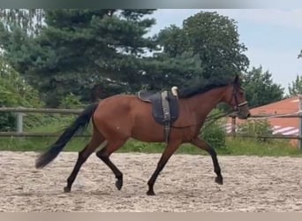 Oldenburg, Mare, 4 years, 16,2 hh, Brown