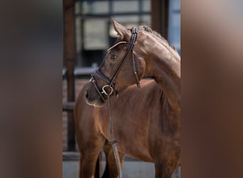 Oldenburg, Mare, 4 years, 16,2 hh, Chestnut