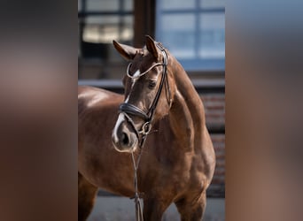 Oldenburg, Mare, 4 years, 16,2 hh, Chestnut