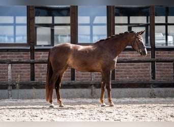 Oldenburg, Mare, 4 years, 16,2 hh, Chestnut