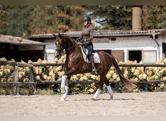 Oldenburg, Mare, 4 years, 16,2 hh, Chestnut