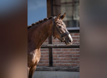 Oldenburg, Mare, 4 years, 16,2 hh, Chestnut