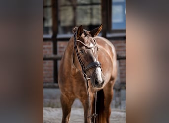 Oldenburg, Mare, 4 years, 16,2 hh, Chestnut