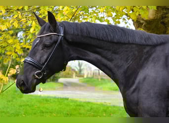 Oldenburg, Mare, 4 years, 16,3 hh, Black