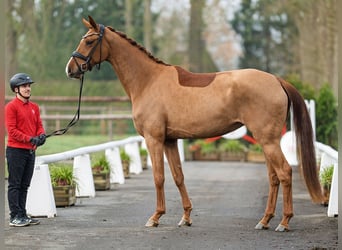 Oldenburg, Mare, 4 years, 16,3 hh, Chestnut