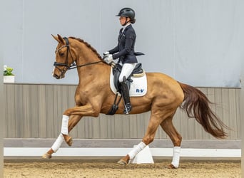 Oldenburg, Mare, 4 years, 16,3 hh, Chestnut