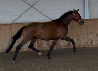 Oldenburg, Mare, 4 years, 17.1 hh, Brown