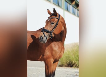 Oldenburg, Mare, 4 years, 17.1 hh, Brown