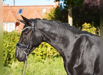 Oldenburg, Mare, 4 years, 17 hh, Black