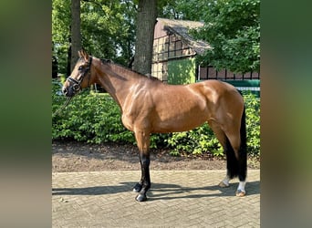 Oldenburg, Mare, 4 years, 17 hh, Brown