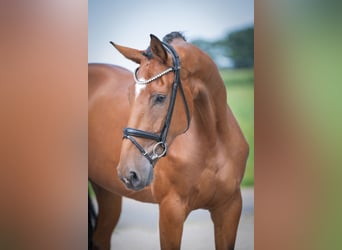 Oldenburg, Mare, 4 years, 17 hh, Brown