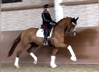 Oldenburg, Mare, 4 years, 17 hh, Chestnut-Red