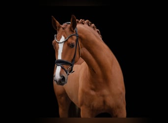 Oldenburg, Mare, 4 years, 17 hh, Chestnut-Red